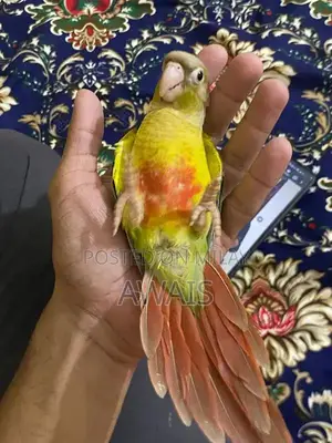 Photo - pineapple conure  adult hand tame pair fully friendly