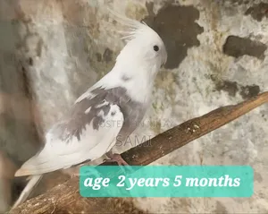 Cocktail Breeder Male