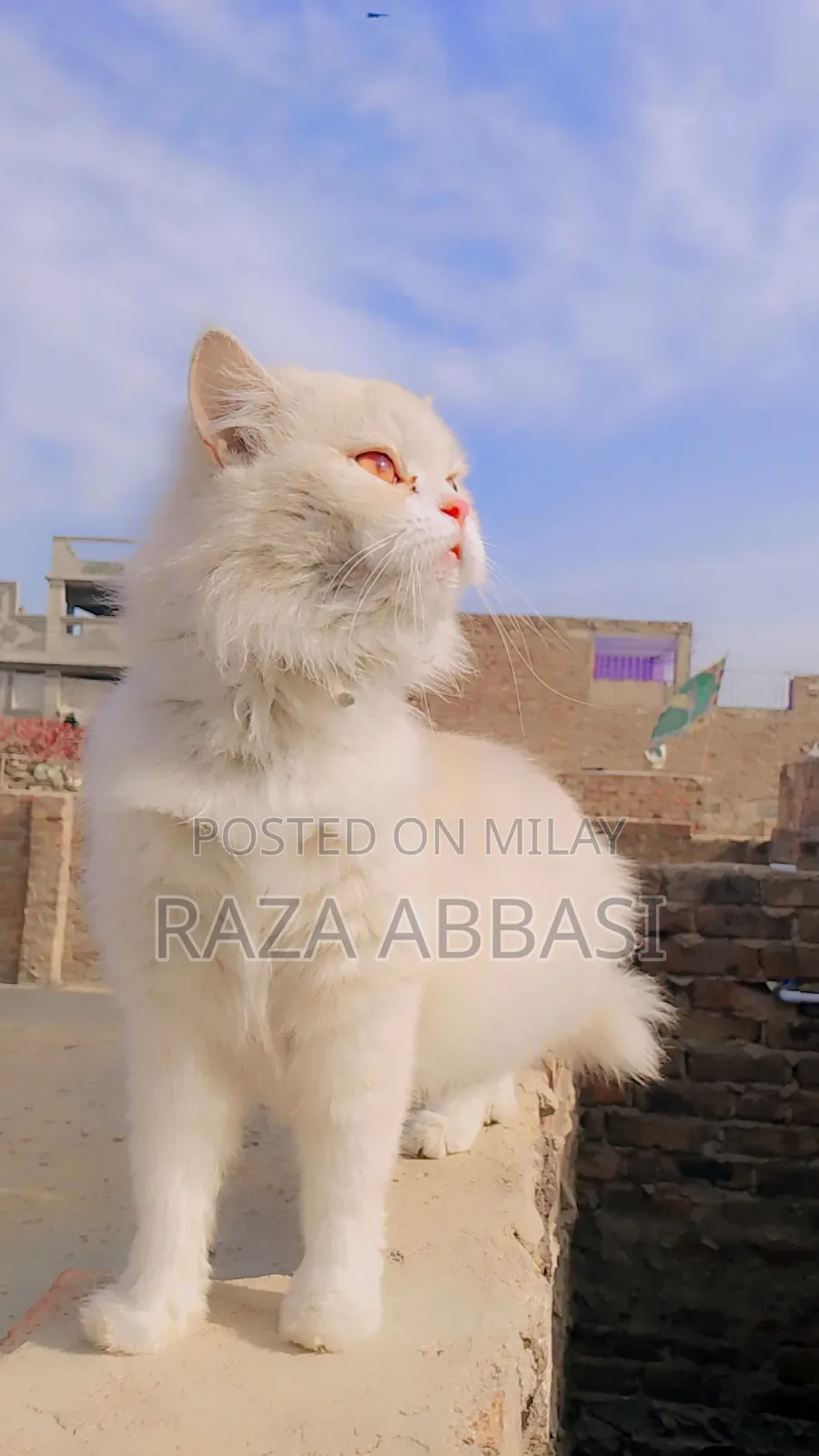 6-12 months Female Purebred Balinese