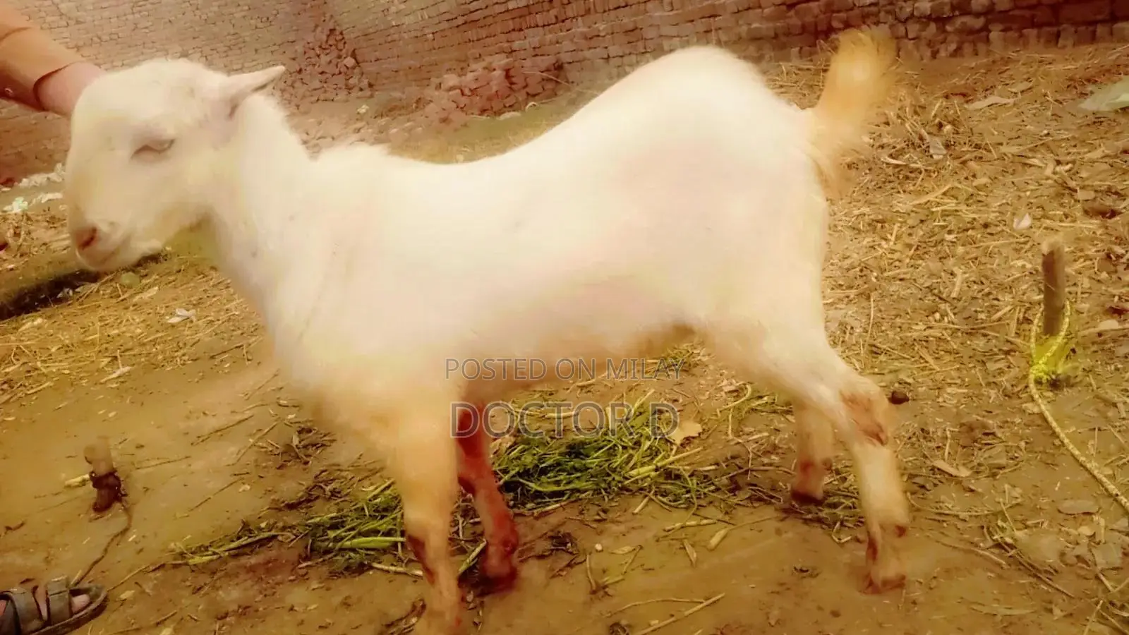 Teddy Bakra Color Full White