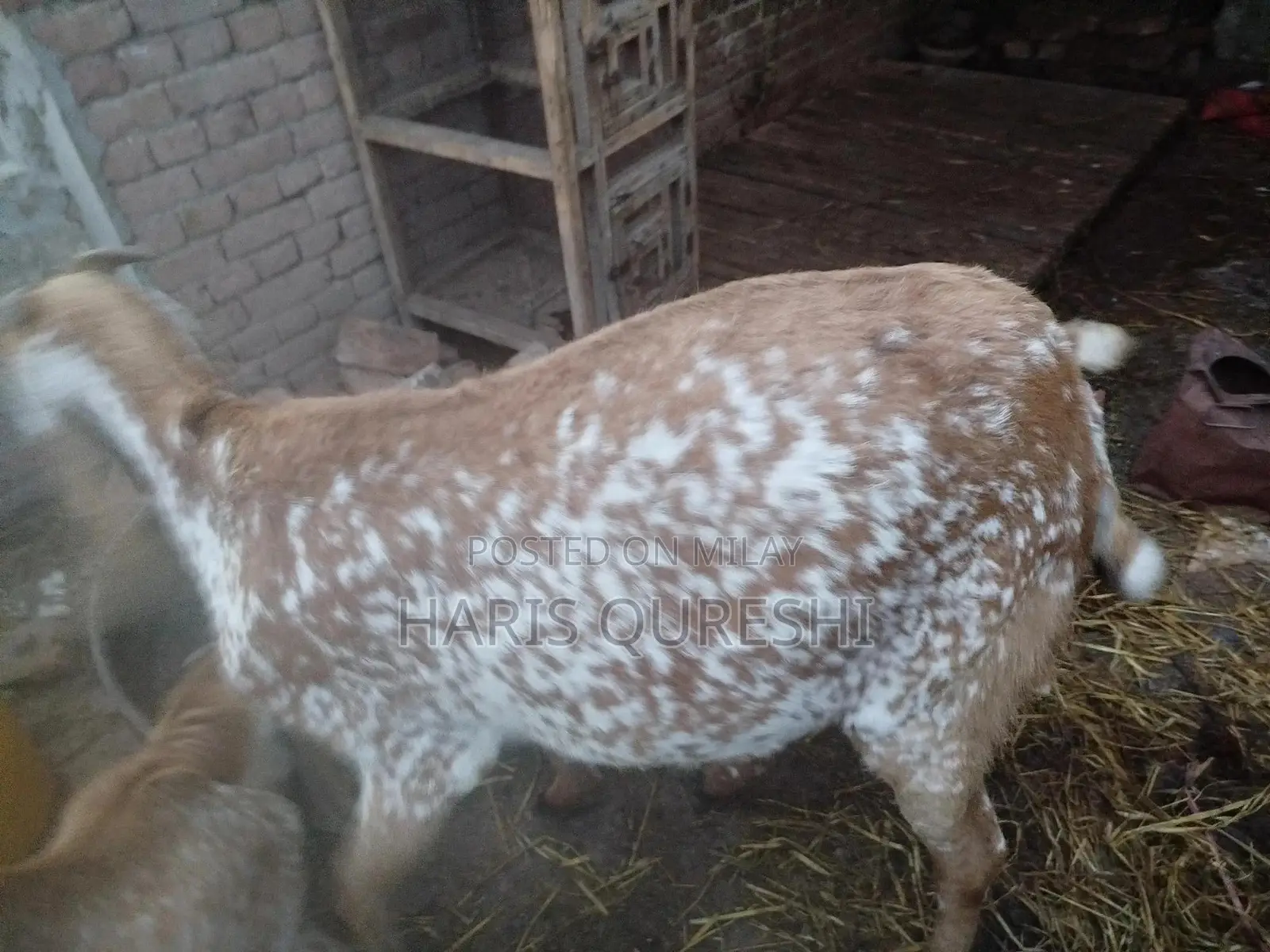 Makhi Cheeni Pregnant Bakri