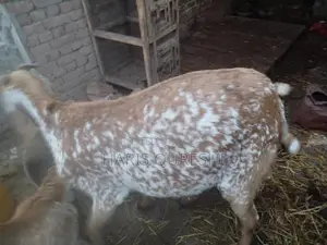 Makhi Cheeni Pregnant Bakri