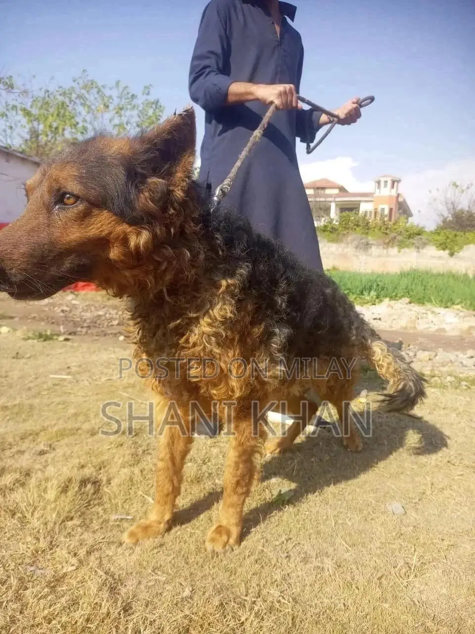 6-12 months Male Purebred German Shepherd