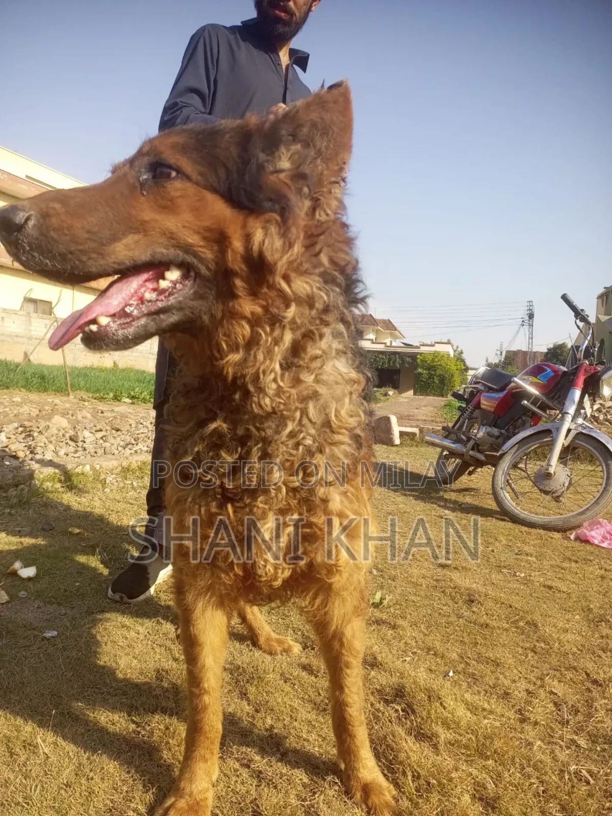 6-12 months Male Mixed Breed German Shepherd