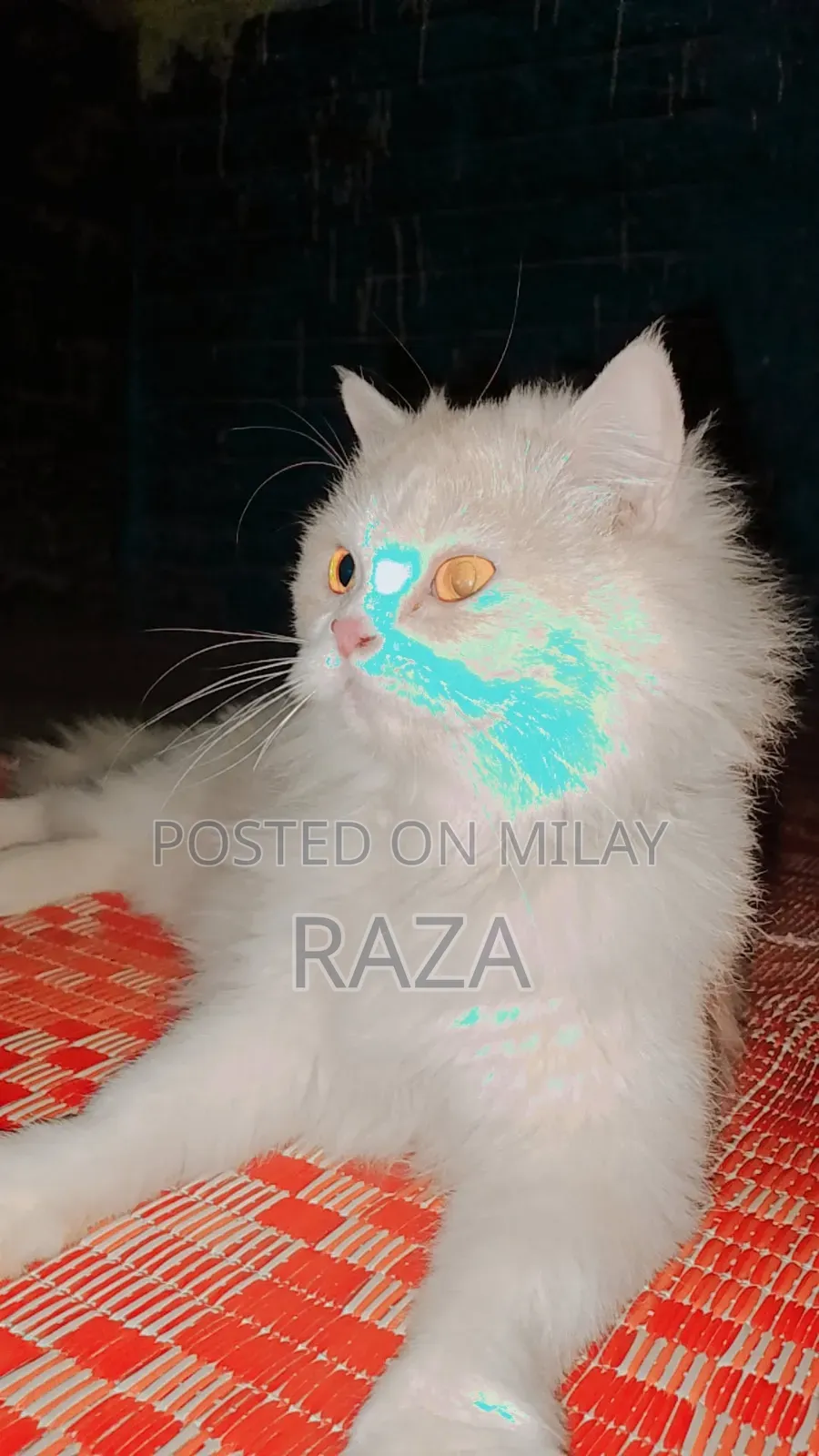 6-12 months Female Purebred Balinese