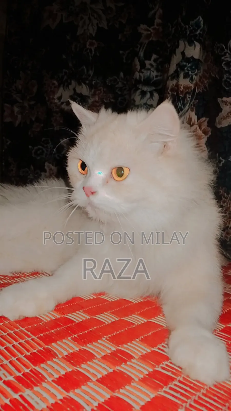 6-12 months Female Purebred Balinese