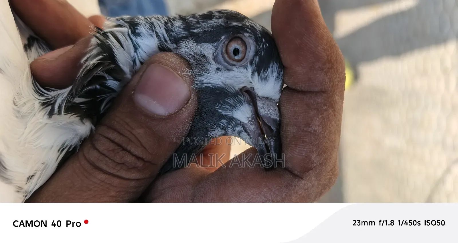 H13 Islamabd Cargo B Ho Jay Gy Js Bhai Na Dakh K La Jana Hy a Saktahy