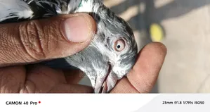 H13 Islamabd Cargo B Ho Jay Gy Js Bhai Na Dakh K La Jana Hy a Saktahy