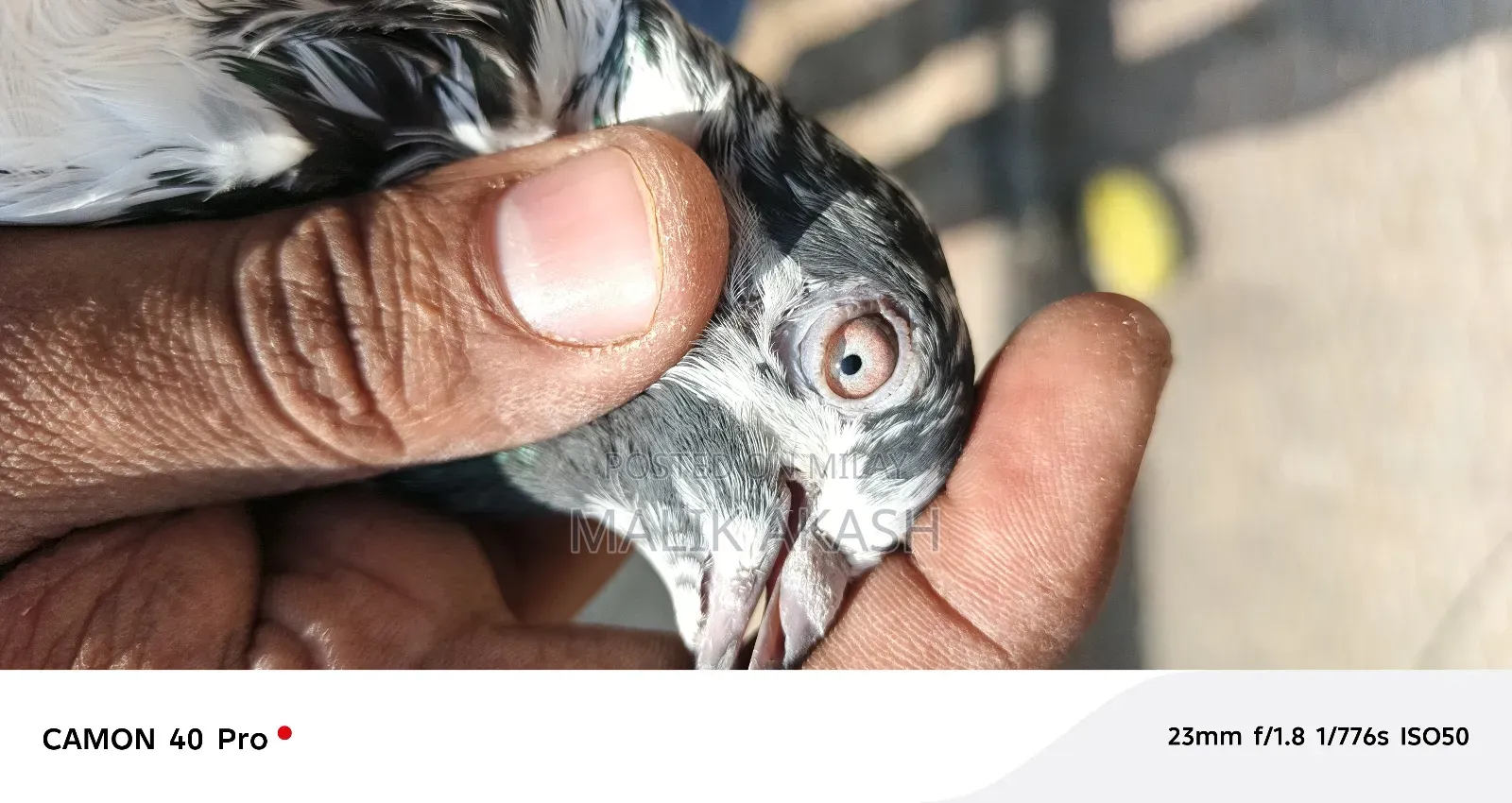 H13 Islamabd Cargo B Ho Jay Gy Js Bhai Na Dakh K La Jana Hy a Saktahy