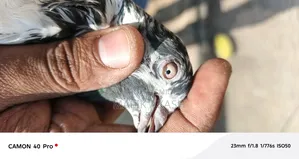 H13 Islamabd Cargo B Ho Jay Gy Js Bhai Na Dakh K La Jana Hy a Saktahy