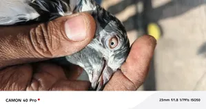 H13 Islamabd Cargo B Ho Jay Gy Js Bhai Na Dakh K La Jana Hy a Saktahy