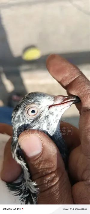 H13 Islamabd Cargo B Ho Jay Gy Js Bhai Na Dakh K La Jana Hy a Saktahy