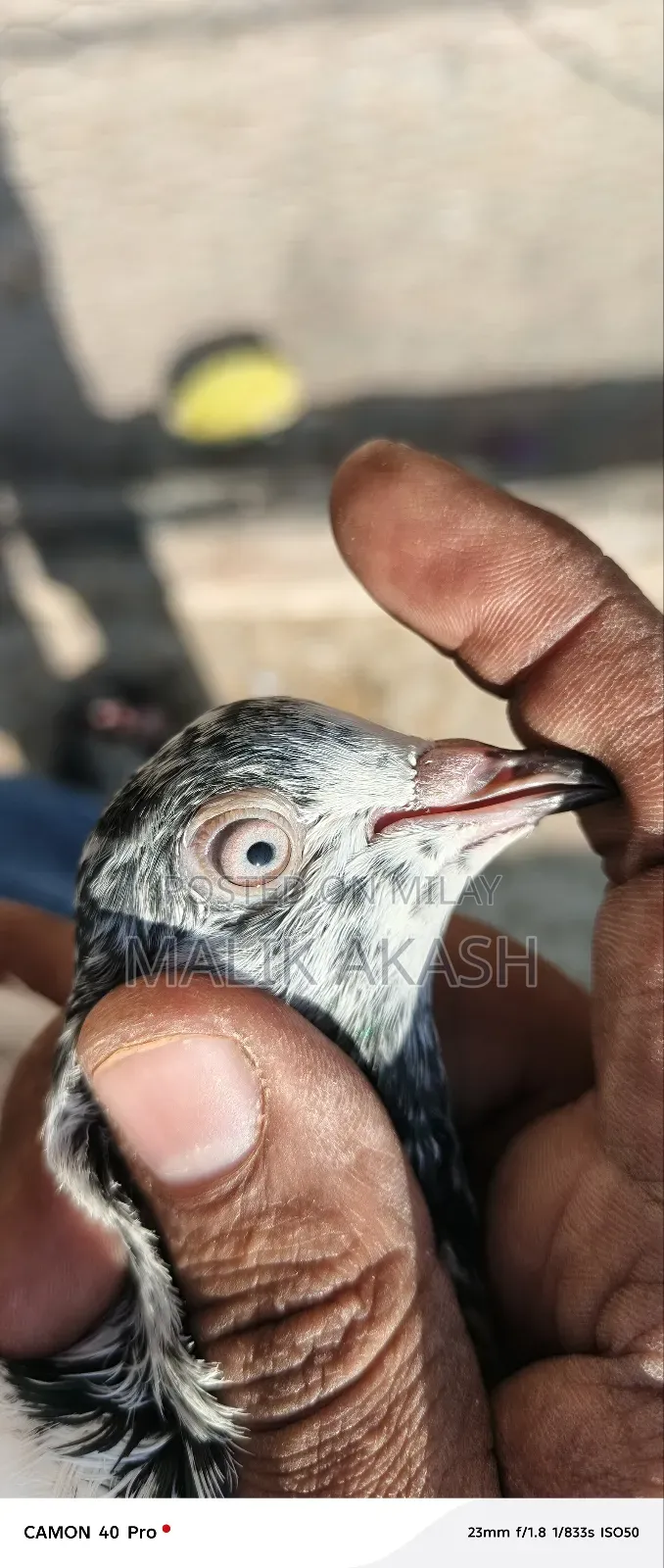 H13 Islamabd Cargo B Ho Jay Gy Js Bhai Na Dakh K La Jana Hy a Saktahy