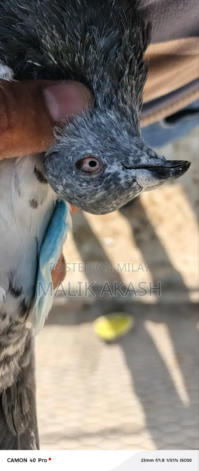 H13 Islamabd Cargo B Ho Jay Gy Js Bhai Na Dakh K La Jana Hy a Saktahy