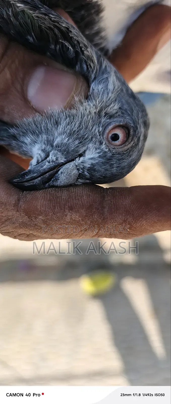 H13 Islamabd Cargo B Ho Jay Gy Js Bhai Na Dakh K La Jana Hy a Saktahy