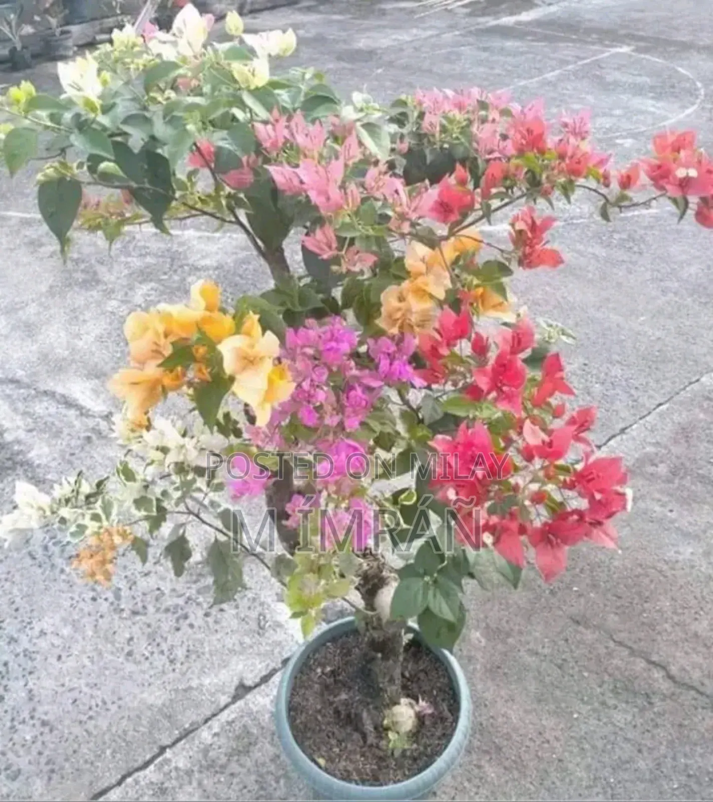 All Garden Plants Available