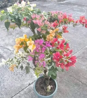 All Garden Plants Available