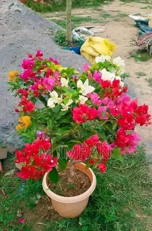 All Garden Plants Available