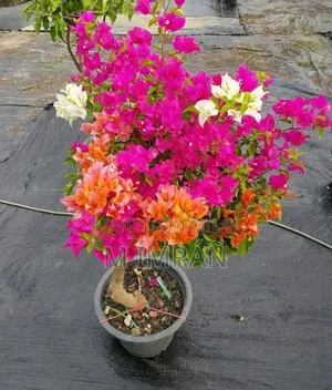 All Garden Plants Available