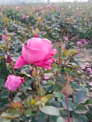 English Rose