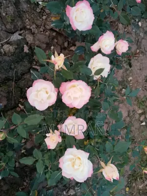 English Rose