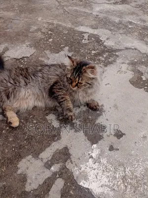 3-6 months Female Purebred Persian