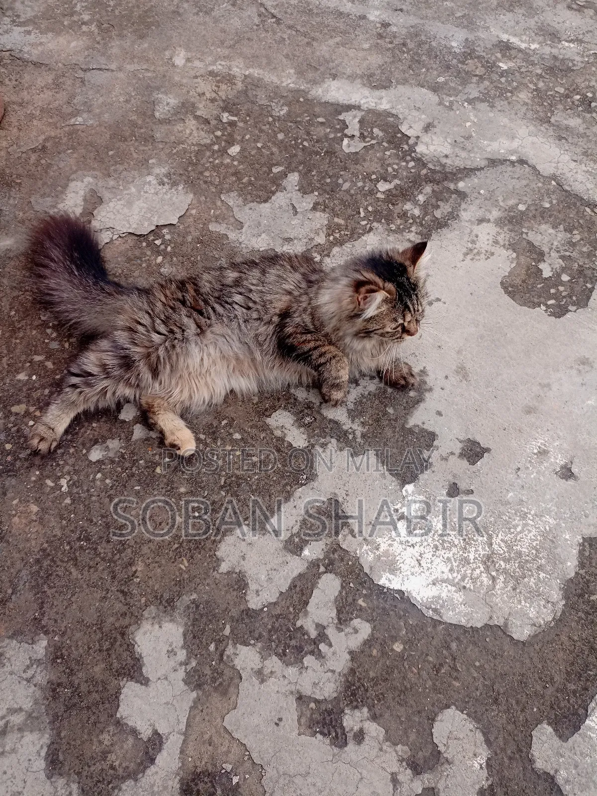 3-6 months Female Purebred Persian