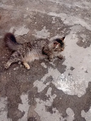 3-6 months Female Purebred Persian