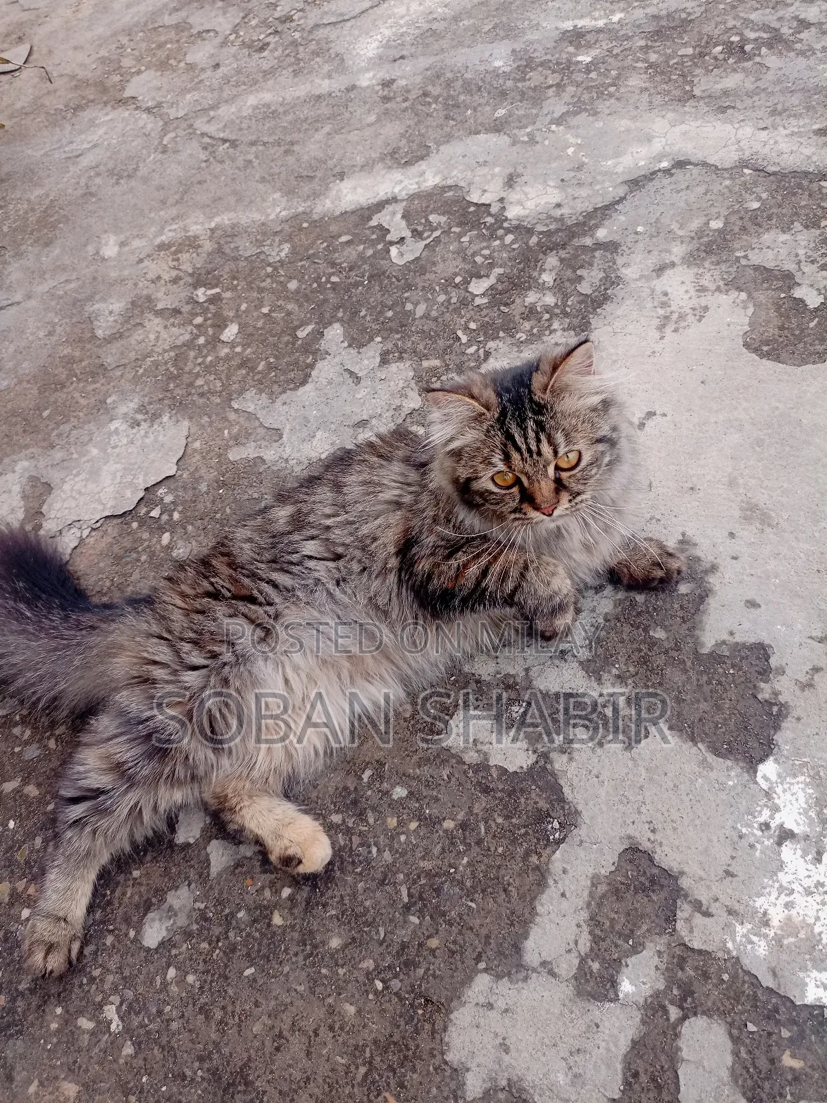 3-6 months Female Purebred Persian