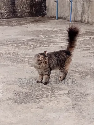 3-6 months Male Purebred Persian