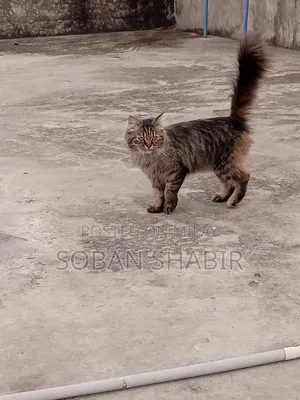 3-6 months Male Purebred Persian