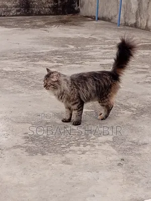 3-6 months Male Purebred Persian