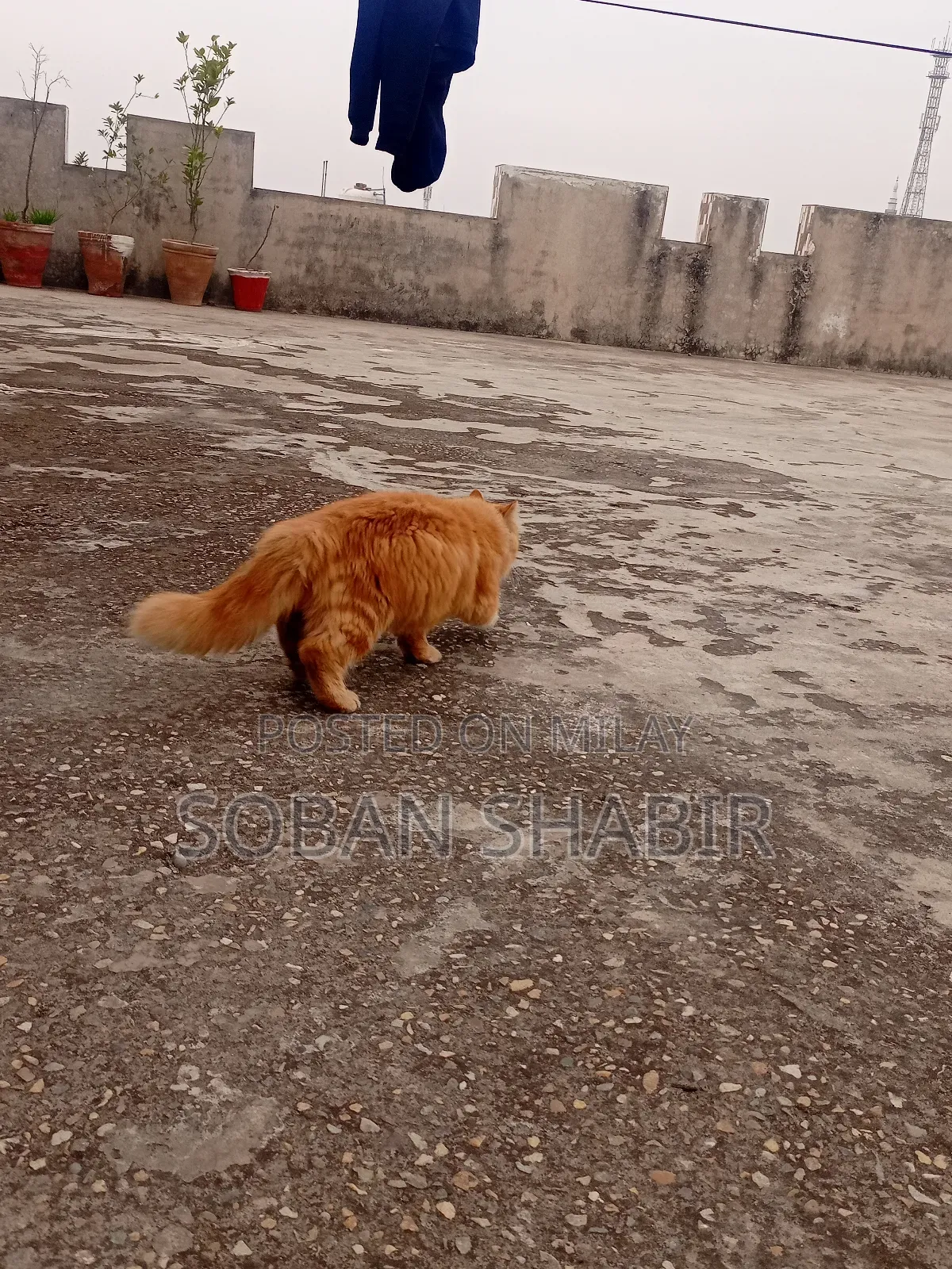 3-6 months Male Purebred Persian