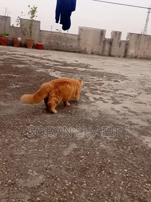 3-6 months Male Purebred Persian