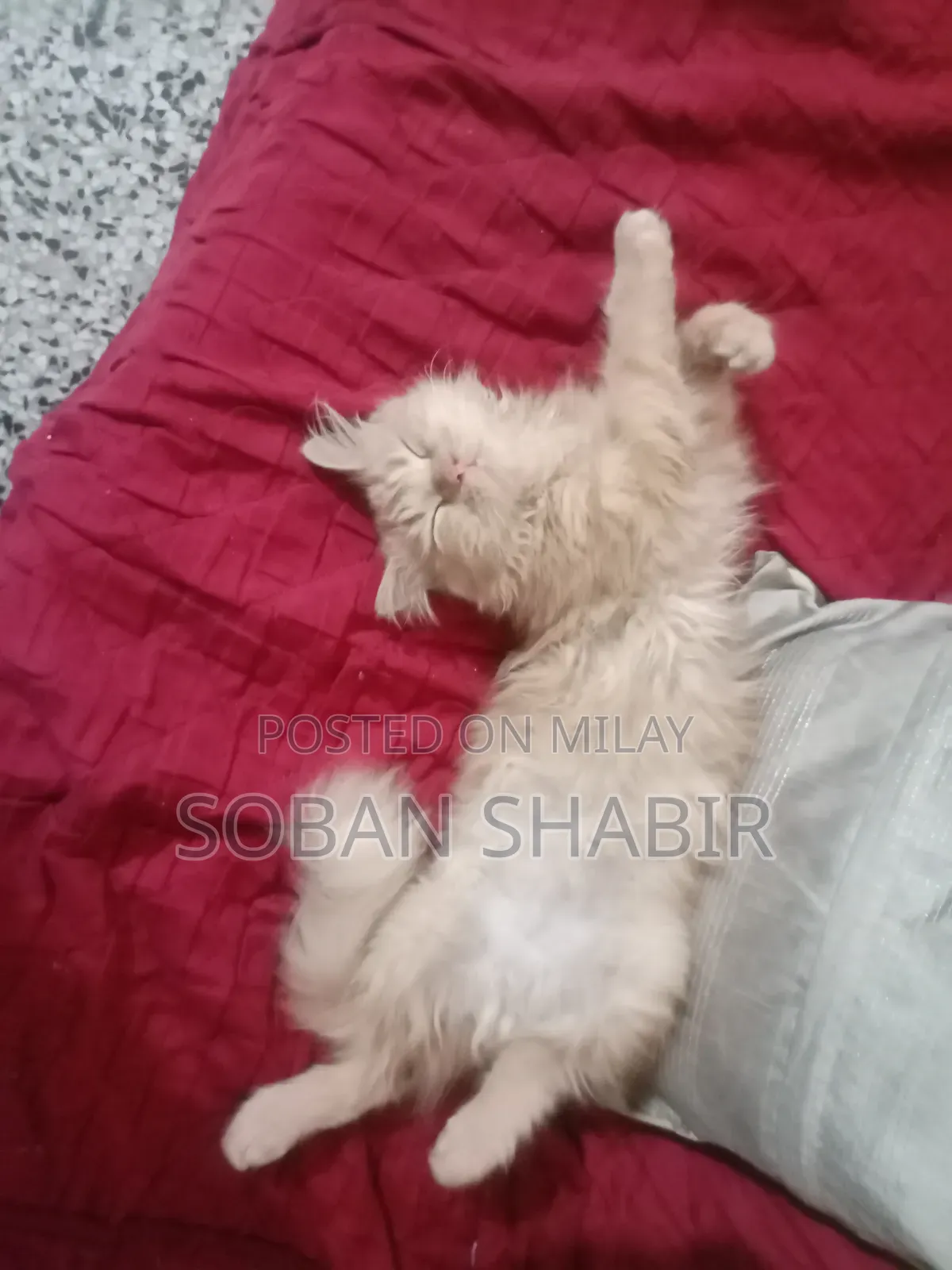 3-6 months Male Purebred Persian
