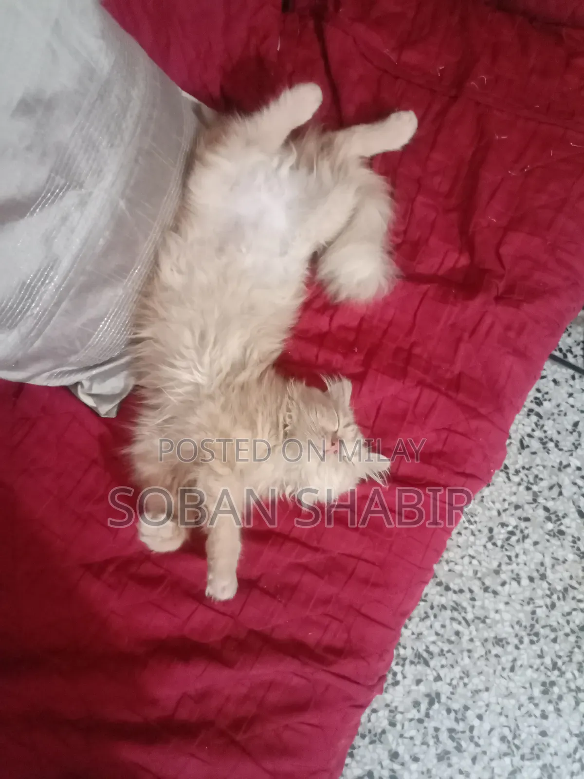 3-6 months Male Purebred Persian