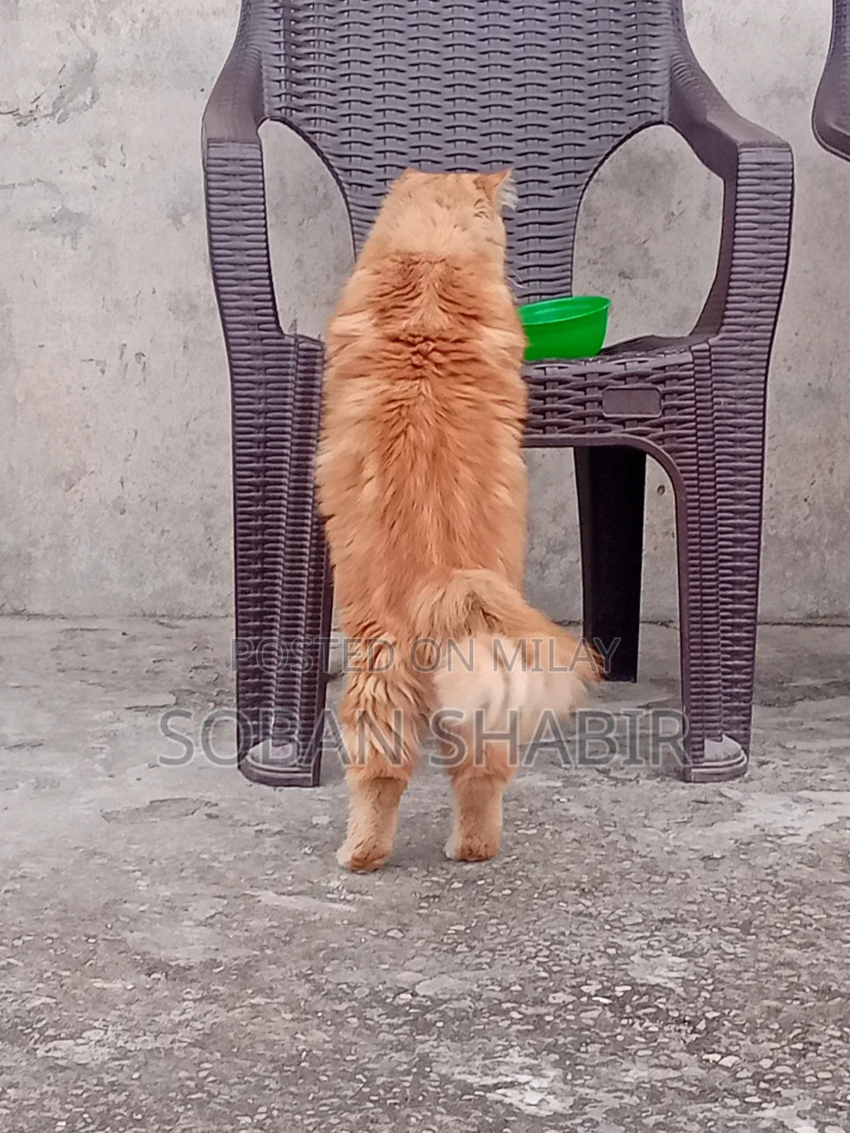 3-6 months Male Purebred Persian