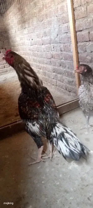 Aseel Hens Sells and Exchange