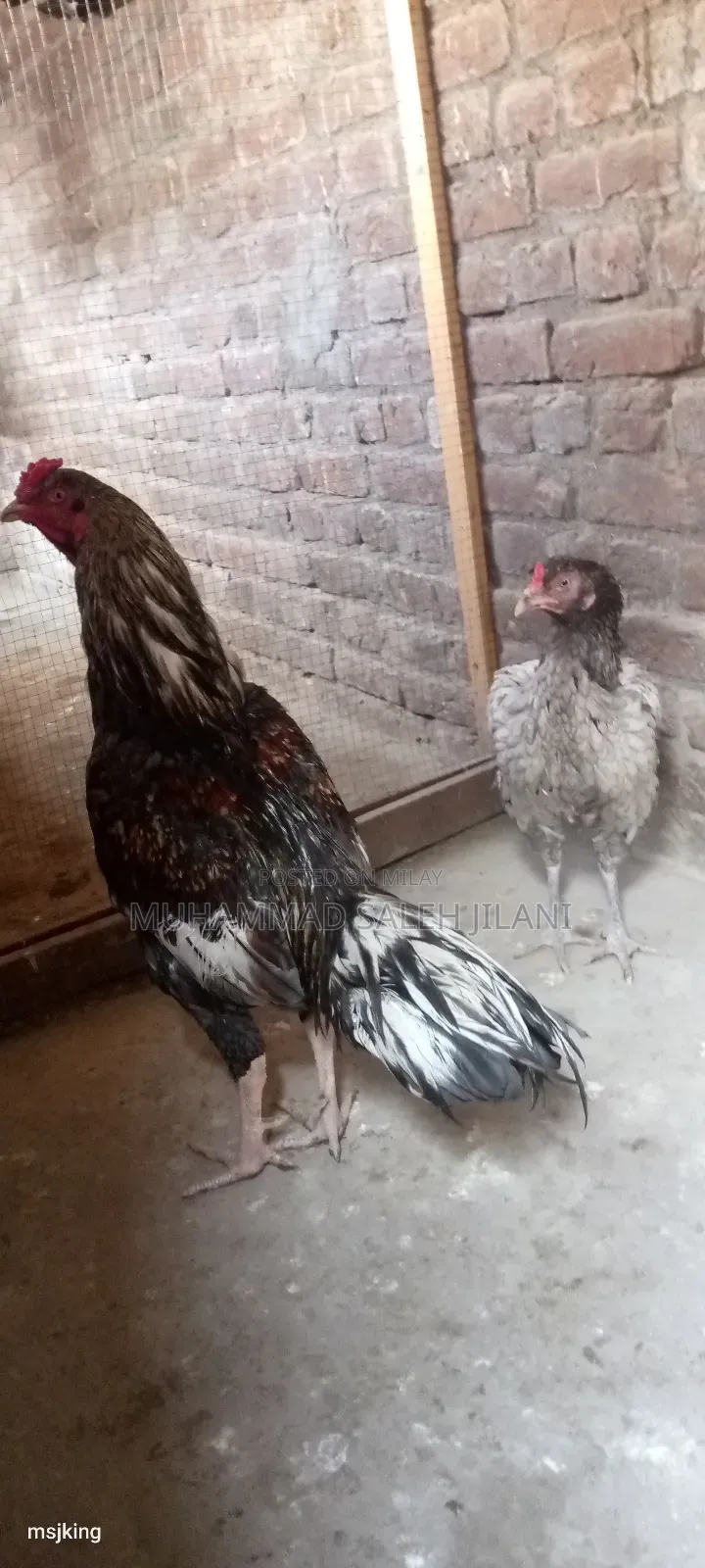 Aseel Hens Sells and Exchange