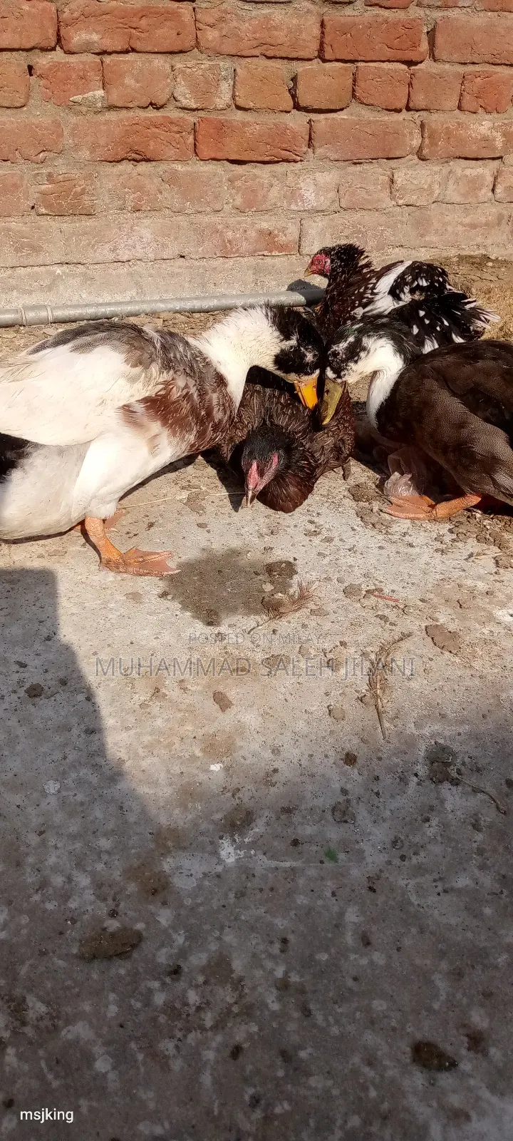 Aseel Hens Sells and Exchange