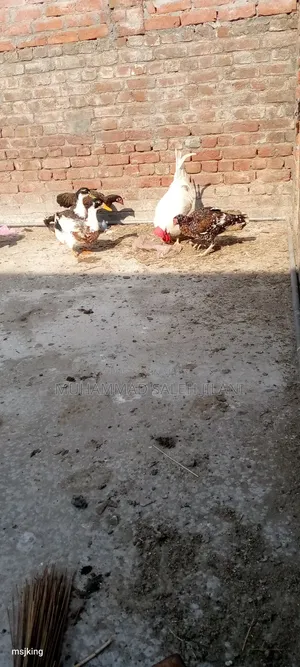 Aseel Hens Sells and Exchange