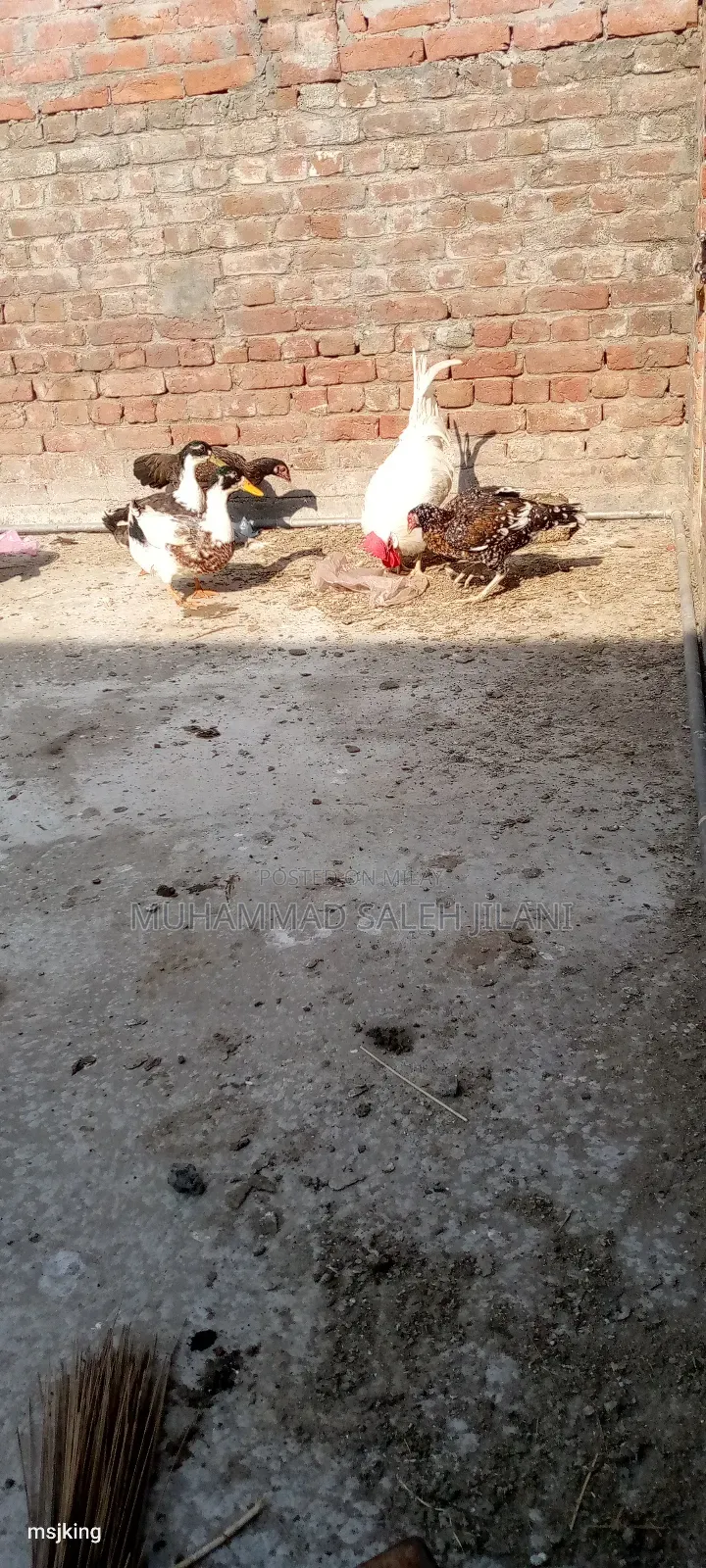 Aseel Hens Sells and Exchange