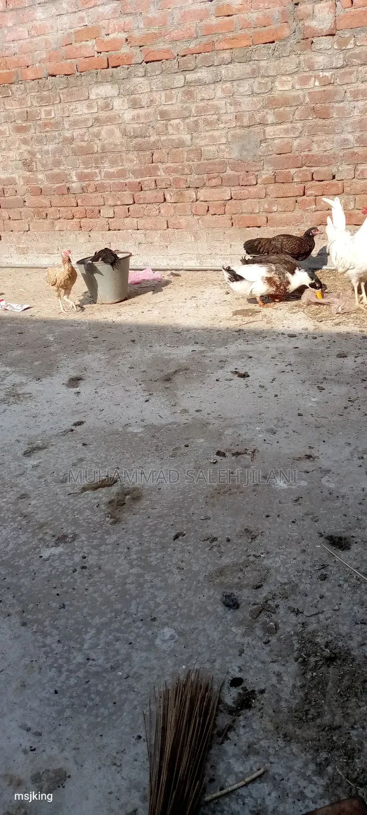 Aseel Hens Sells and Exchange