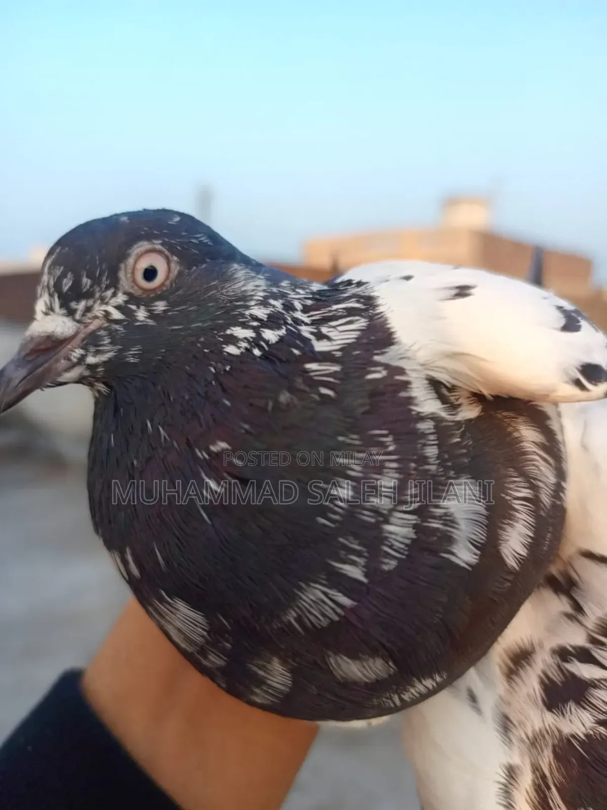 Aseel Hens Sells and Exchange