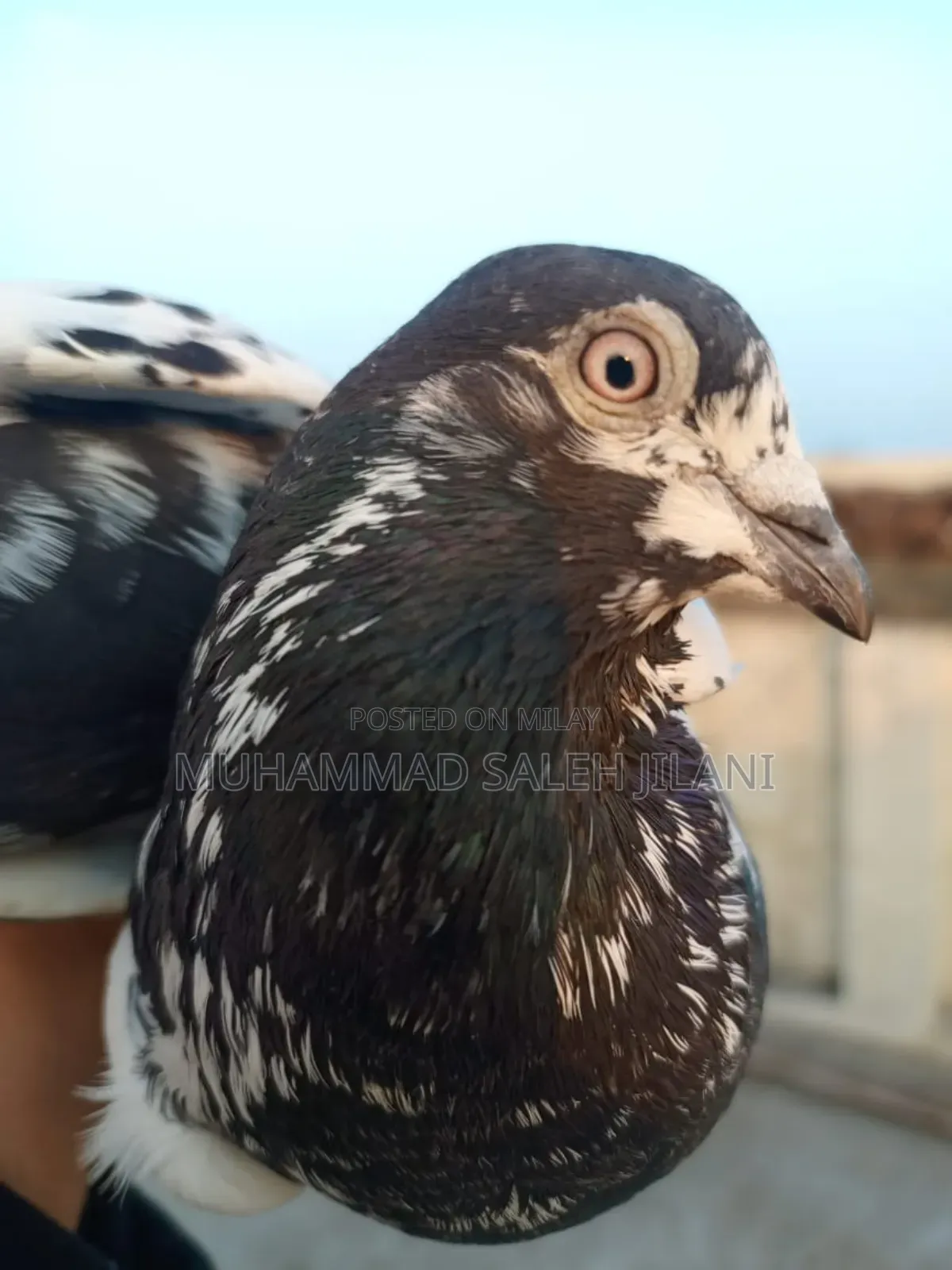 Aseel Hens Sells and Exchange