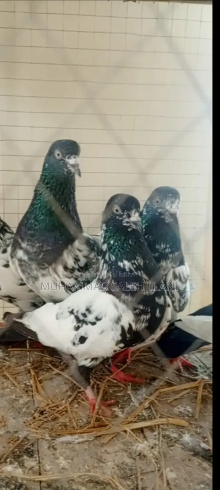 Aseel Hens Sells and Exchange