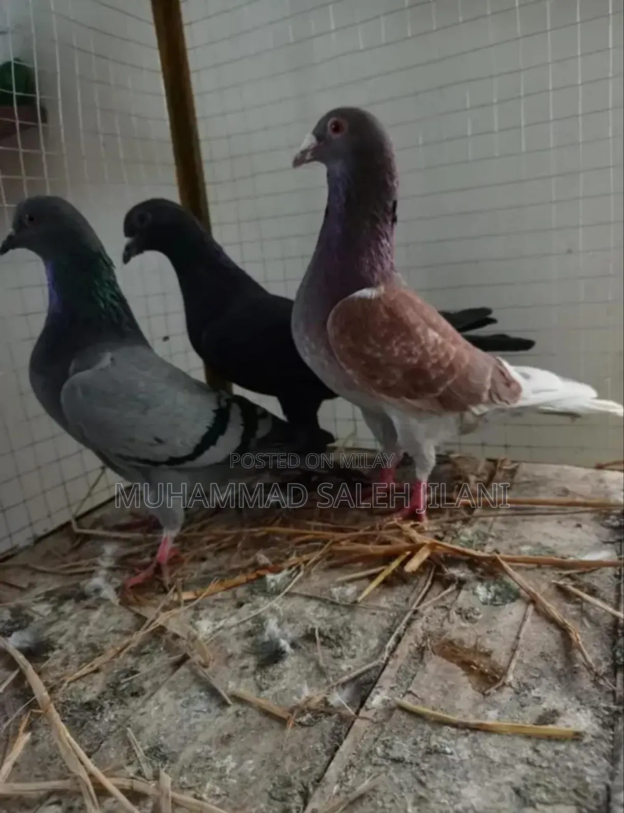 Aseel Hens Sells and Exchange