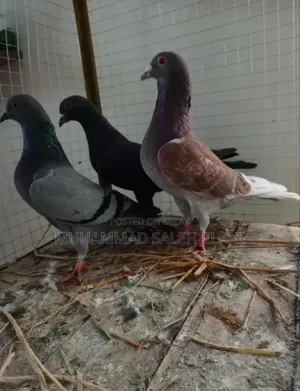 Aseel Hens Sells and Exchange