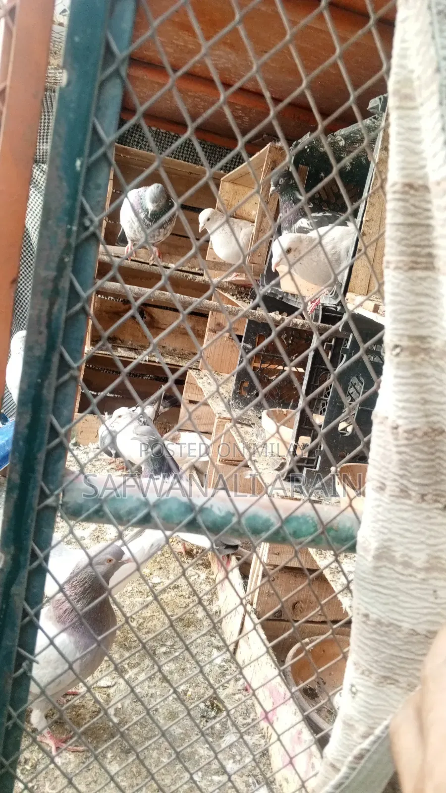 Peigons 4 Sell 1000 Pr