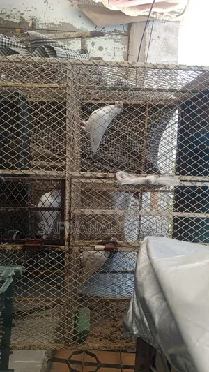 Peigons 4 Sell 1000 Pr